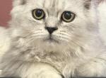 Zoke - Persian Kitten For Sale - Williamstown&comma; NJ&comma; US