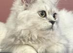 Zoke - Persian Kitten For Sale - Philadelphia&comma; PA&comma; US