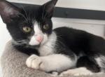 Yackie - American Shorthair Kitten For Sale - TX&comma; US