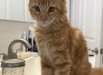 Samantha - Maine Coon Kitten For Sale - Wilmington&comma; DE&comma; US