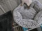 Dee - Devon Rex Kitten For Sale - Lynchburg&comma; VA&comma; US