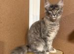 Elsa discount is available - Maine Coon Kitten For Sale - Wilmington&comma; DE&comma; US