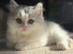 Leo - Persian Kitten For Sale - 