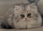 Zee - Persian Kitten For Sale - Philadelphia&comma; PA&comma; US