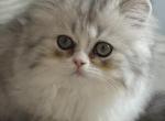 Zee - Persian Kitten For Sale - Williamstown&comma; NJ&comma; US