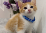 Kitten - American Shorthair Kitten For Sale - 