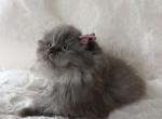 Scottish Fold Blue longhair female RARE - Scottish Fold Kitten For Sale - Celebration&comma; FL&comma; US