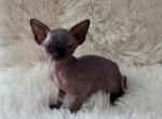 Romeo - Sphynx Kitten For Sale - 