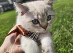 Whity - Ragdoll Kitten For Adoption - 