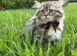 Fluffy - British Shorthair Kitten For Sale - 