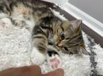 Champion - British Shorthair Kitten For Sale - 