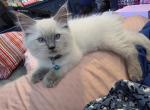 Dream - Ragdoll Kitten For Sale - Clarksburg&comma; MD&comma; US