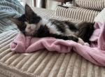 Myles - Maine Coon Cat For Sale - Elkhart&comma; IN&comma; US