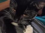 BDubs Curlie - American Ringtail Kitten For Sale - Bennington&comma; VT&comma; US
