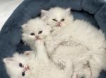 Chicago purrs - Persian Kitten For Sale - Lincolnwood&comma; IL&comma; US