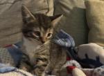 Tony - Domestic Kitten For Sale - MA&comma; US