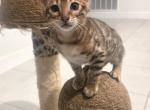 Blaze - Bengal Kitten For Sale - Hollywood&comma; FL&comma; US