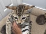 Jay - Savannah Kitten For Sale - Granada Hills&comma; CA&comma; US