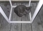No name - Domestic Kitten For Sale - 