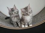 Kittens Maine coon - Maine Coon Kitten For Sale - Marysville&comma; WA&comma; US