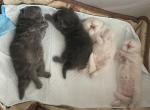 Solid Blue Girl Blue tabby both reSeRVEd - Persian Kitten For Sale - Chowchilla&comma; CA&comma; US