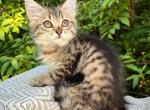 Reika D Litter Black - Siberian Kitten For Sale - 