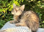 Reika D Litter Brown - Siberian Kitten For Sale - 