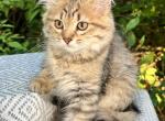 Reika D Litter Grey - Siberian Kitten For Sale - 