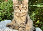 Reika D Litter Orange - Siberian Kitten For Sale - 