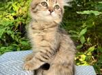 Reika D Litter Yellow - Siberian Kitten For Sale - Conyngham&comma; PA&comma; US