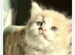 Butterball Dollface Persian - Persian Kitten For Sale - 