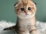 Gretta ny22 - Scottish Fold Kitten For Sale - 