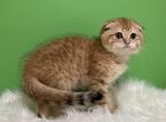 Litter C - Scottish Fold Kitten For Sale - Cathlamet&comma; WA&comma; US