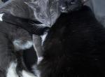 Ghost & Darkness - Domestic Cat For Adoption - Reno&comma; NV&comma; US