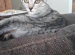 Bella - Egyptian Mau Kitten For Adoption - Santa Margarita&comma; CA&comma; US