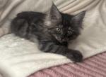 Maine Coon - Maine Coon Kitten For Sale - ATL&comma; GA&comma; US