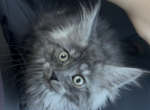 Maine Coon - Maine Coon Kitten For Sale - ATL&comma; GA&comma; US