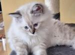 Nancy's boy - Ragdoll Kitten For Sale - Fenton&comma; MI&comma; US