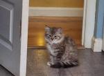 Nancys girl - Ragdoll Kitten For Sale - Fenton&comma; MI&comma; US