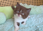 Freddy - British Shorthair Kitten For Sale - TN&comma; US