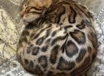 Bengal Kittens - Bengal Kitten For Adoption - Santa Clarita&comma; CA&comma; US