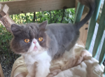 Cfa blue bicolor female persian - Persian Kitten For Sale - Woodburn&comma; IN&comma; US