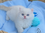Emilia - British Shorthair Kitten For Sale - TN&comma; US