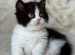 Morgan - Munchkin Kitten For Sale - Norwalk&comma; CT&comma; US