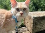 Maui Female - Maine Coon Kitten For Sale - Brighton&comma; CO&comma; US