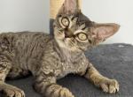 Gorgeous curly black tabby - Devon Rex Kitten For Sale - Hollywood&comma; FL&comma; US