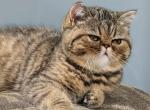 Beautiful Exotic Persian Kittens - Exotic Kitten For Sale - Muscle Shoals&comma; AL&comma; US