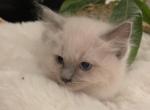 Sweet - Ragdoll Kitten For Sale - Auburn&comma; WA&comma; US