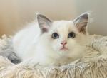 Major & Colonel - Ragdoll Kitten For Sale - Saint Clair&comma; MI&comma; US