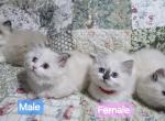 Ragdolls - Ragdoll Kitten For Sale - Columbiana&comma; OH&comma; US